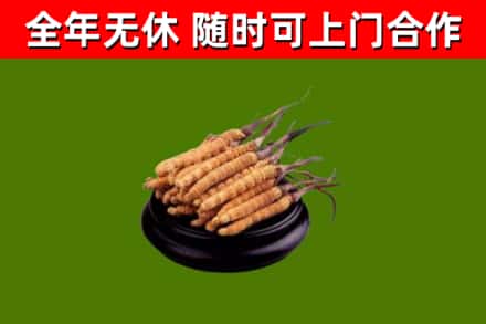 向阳区回收冬虫夏草